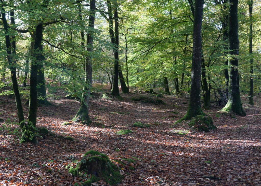 Forêt de Saint-Clair à l'automne, feuillage vert, rochers moussus et lumière filtrée sur le sol