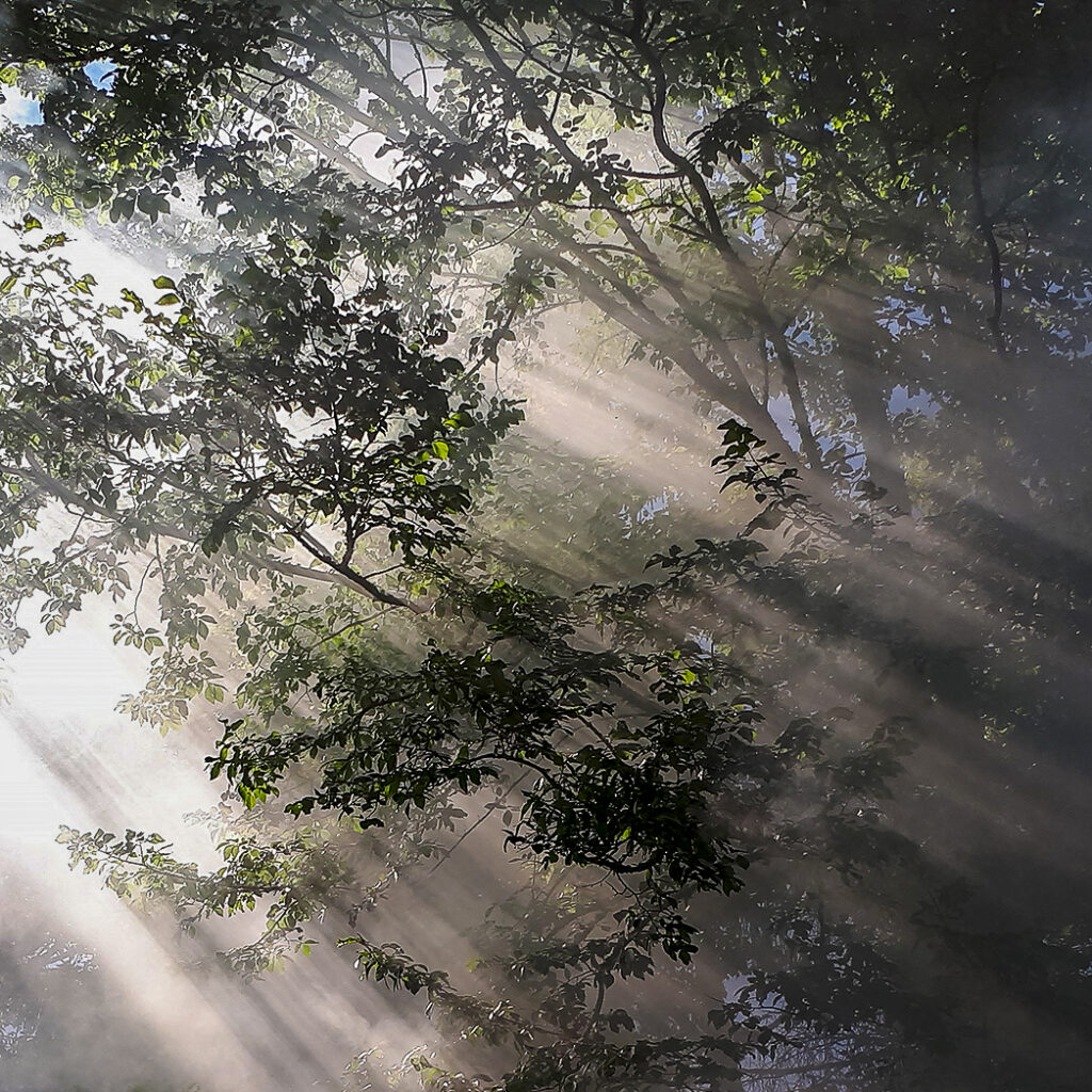 Rayons de soleil traversant les branches d’arbres
