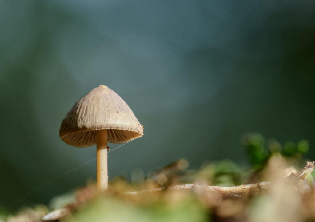 Petit champignon beige sur une haie en gros plan