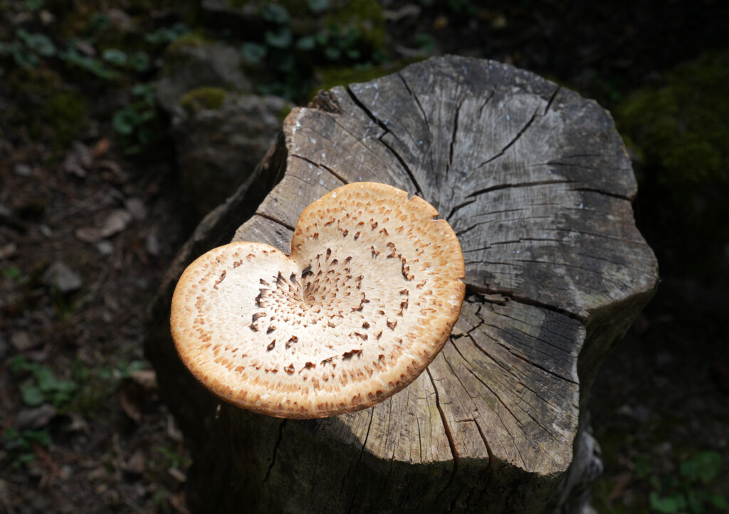 Champignon en forme de cœur sur une vieille souche d’arbre