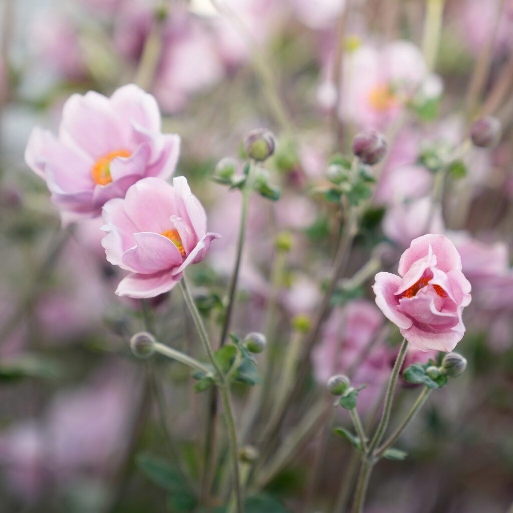 Anémones du Japon roses en gros plan, avec pétales délicats et cœurs jaunes