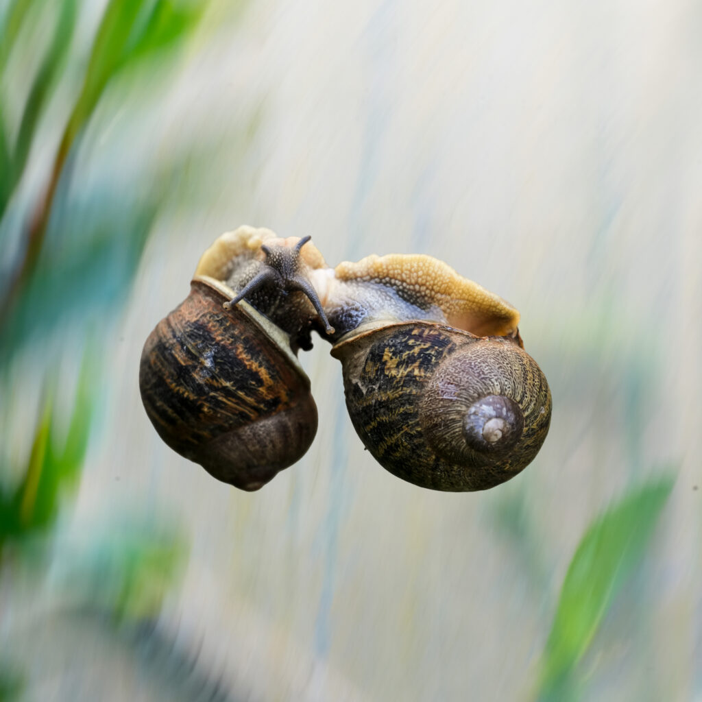 Deux escargots bruns se croisent sur une bâche de serre, arrière-plan lumineux et flou.