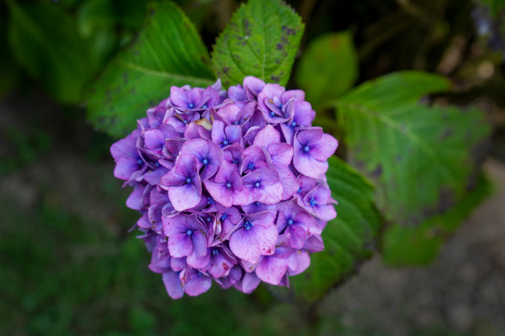 Gros plan d'hortensia violet-rose en floraison dense, étamines bleu foncé, feuillage vert en arrière-plan