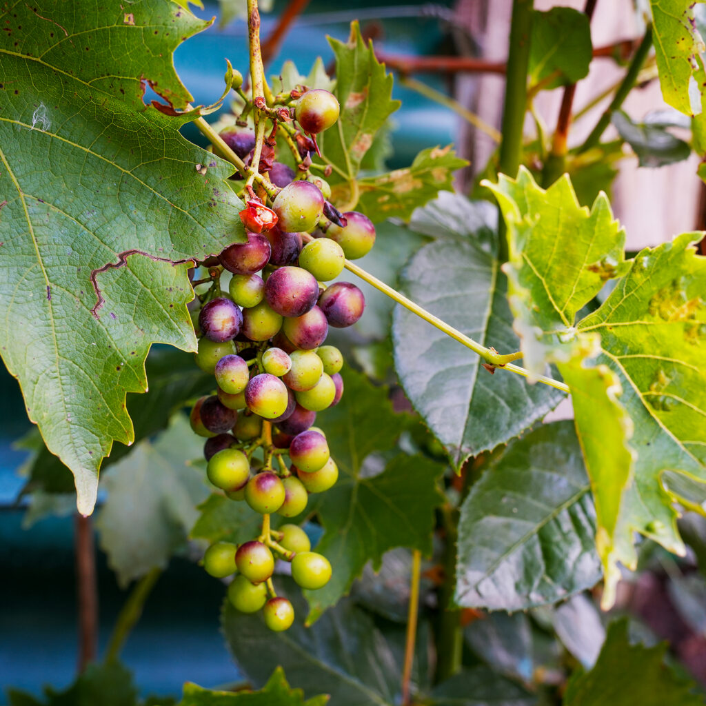 Maturation d’une grappe de raisin sur une vigne dans un jardin en Normandie – photographie Entre-NouStudios